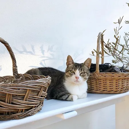 Casa Ameixas Moncarapacho